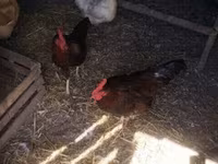 Chickens — photo 3
