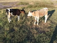 Touro, Russian Black pied cattle — foto 5