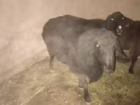Қошқар, Hissar sheep — 1-сурет