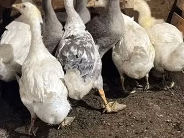 Ganso Dinamarquês Cinza e Cinza Mosqueado