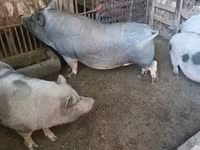 Boar, Вьетнамская вислобрюхая — photo 4