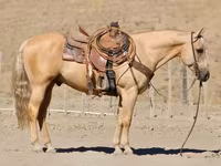 Hing, Quarter Horse — 4. fotó
