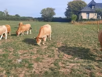 Tehén, Aubrac cattle — 7. fotó