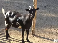 Nőstény kecske, Nigerian dwarf goats — 2. fotó