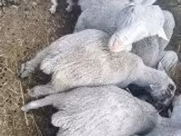 公羊, Merino sheep — 照片 2