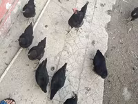 Australorp — photo 5
