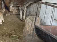 Bulle, Alatau-Rasse — Foto 1