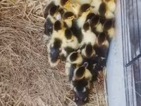 Ducks — zdjęcie 5