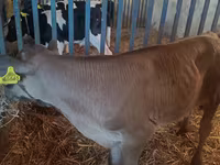 Bika, Simmental cattle — 7. fotó