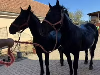 Horse (M), Hungarian horse breed — photo 1