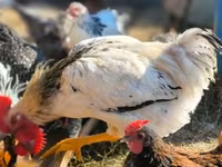 Chickens — 2-сурет