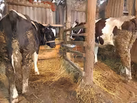 Cow, Simmental cattle — photo 2