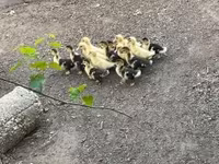 Ducks — 1-сурет