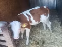 公牛, Simmental cattle — 照片 4