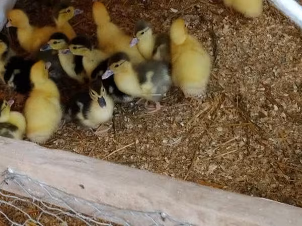 Ducks — Ungarn