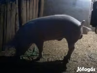 公猪, Pigs — 照片 1