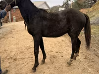 Hing, Black Sea breed — 5. fotó