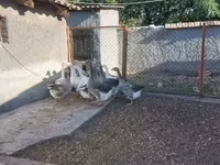 Geese — photo 5