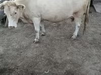 Vache, Vache rouge sans cornes — photo 2