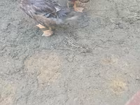 Ducks — 照片 1