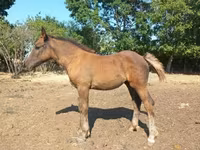 母马, Horses — 照片 5