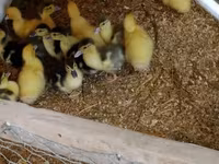 Ducks — फ़ोटो 1