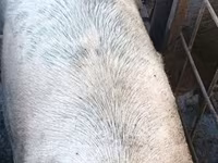 Pigs (batch, sex not specified), Pigs — photo 1