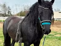 Koń, Friesian — zdjęcie 3