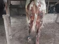 Bika, Russian Black pied cattle — 2. fotó