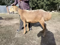 母羊, Arashan sheep — 照片 1