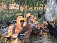 Ducks — الصورة 1