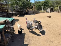 Turkeys — foto 2
