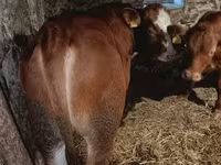 Bull, Simmental cattle — photo 5