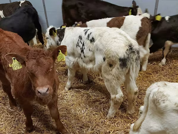 Bika, Simmental cattle