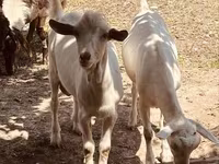 Ziegenbock, Alpine goat — Foto 1
