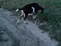 Ziege, Ziegen — Foto 1