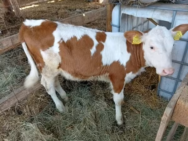 गाय, Simmental cattle — हंगरी
