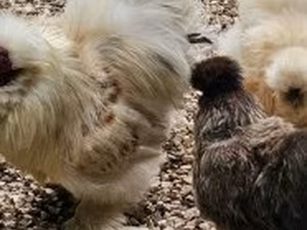 Chickens — Magyarország