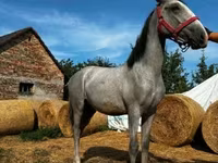 Hing, Lipizzaner — 1. fotó