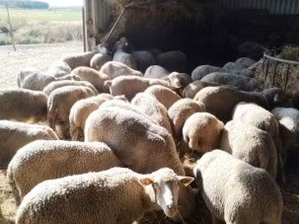 Juh, Ile-de-France sheep
