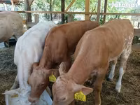 أبقار (دفعة، الجنس غير محدد), Simmental cattle — الصورة 1