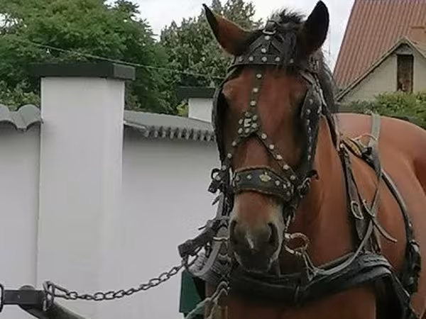 Бие, Жылқылар