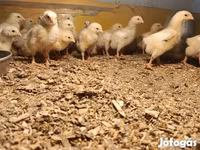 روس 308 — الصورة 4