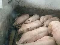 Schweine (Partie, Geschlecht nicht angegeben), Schweine — Foto 1