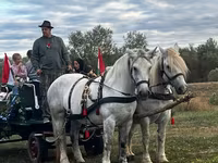 Madyan, Percheron — foto 1