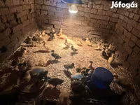 Ducks — 照片 1
