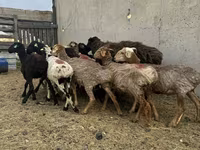 भेड़, भेड़ — फ़ोटो 1