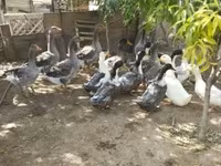Ducks — Foto 1