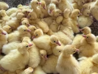 Geese — फ़ोटो 5