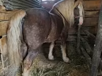 Caballo, Caballos — foto 4